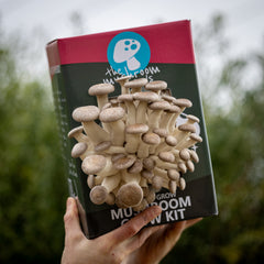 Shimofuri (Black Pearl) Mushroom Grow Kit