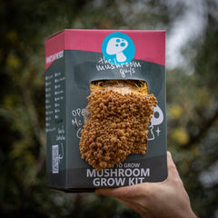 Golden Enoki Mushroom Grow Kit