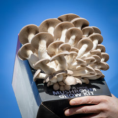 Shimofuri (Black Pearl) Mushroom Grow Kit