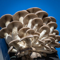 Shimofuri (Black Pearl) Mushroom Grow Kit