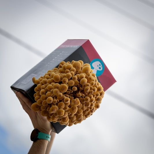 Golden Enoki Mushroom Grow Kit