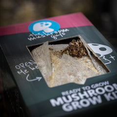 Swordbelt (Pioppino) Mushroom Grow Kit