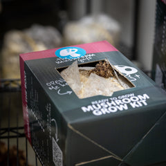 Swordbelt (Pioppino) Mushroom Grow Kit