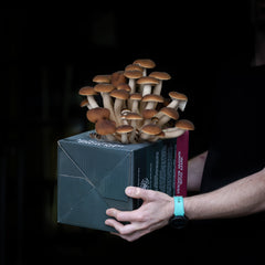 Swordbelt (Pioppino) Mushroom Grow Kit