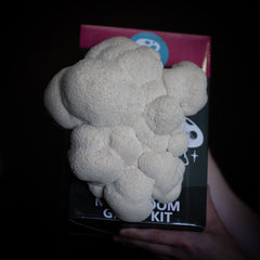 Lion's Mane Mushroom Grow Kit