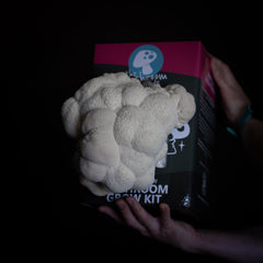 Lion's Mane Mushroom Grow Kit