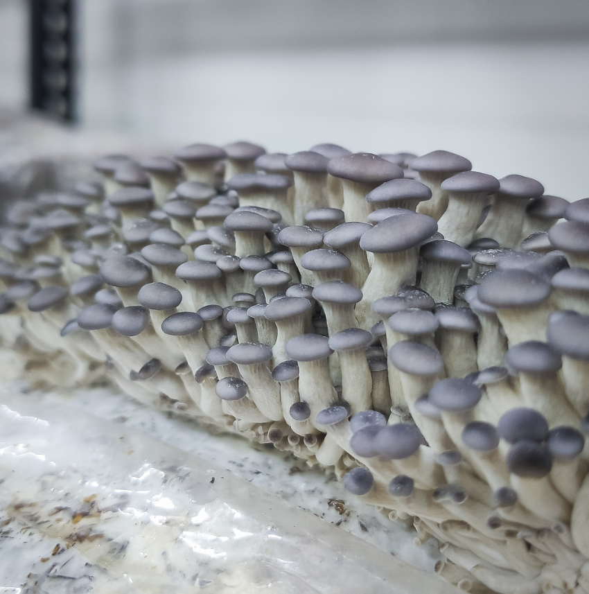 Blue Oyster Mushrooms – 200g Punnet