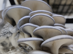 Blue Oyster Mushrooms – 200g Punnet