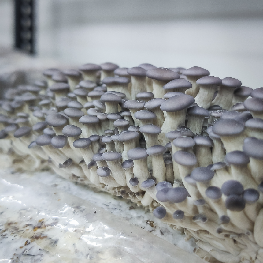 Blue Oyster Mushrooms – 1kg