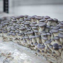 Blue Oyster Mushrooms – 1kg