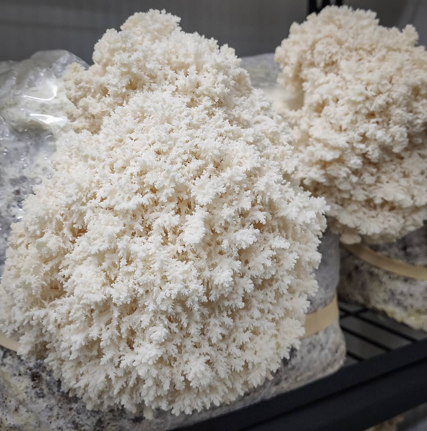 Coral Tooth Mushrooms – 200g Punnet