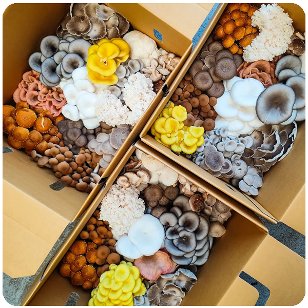 Premium Family Box 2kg
