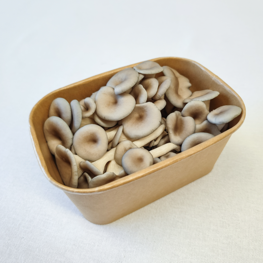 Grey Oyster Mushrooms – 200g Punnet