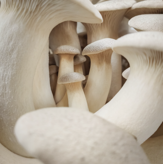 King Oyster Mushrooms (Larger Size) – 200g Punnet