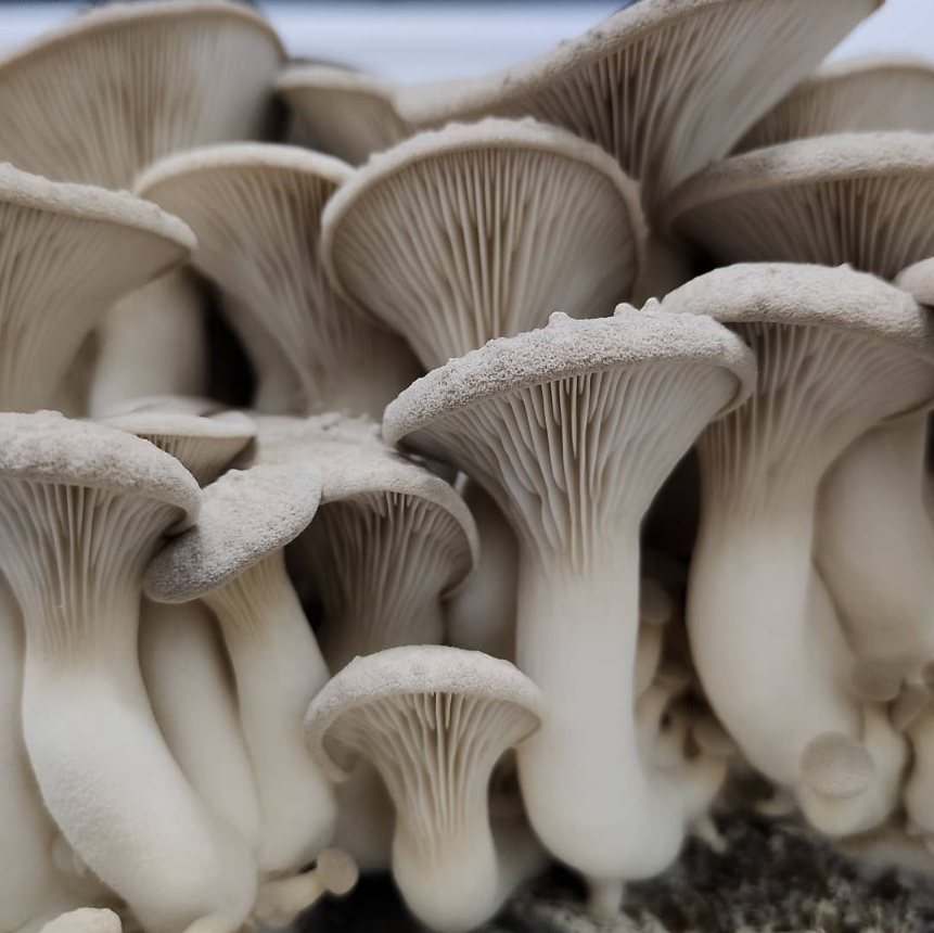 King Oyster Mushrooms (Larger Size) – 200g Punnet