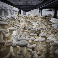 King Oyster Mushrooms (Smaller) – 200g Punnet