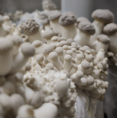 King Oyster Mushrooms (Smaller) – 200g Punnet