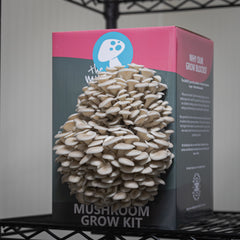 Grey Oyster Mushroom Grow Kit