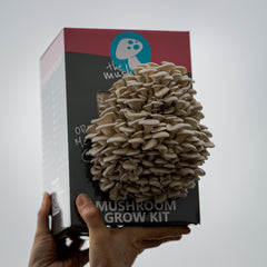 Grey Oyster Mushroom Grow Kit