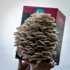 Grey Oyster Mushroom Grow Kit