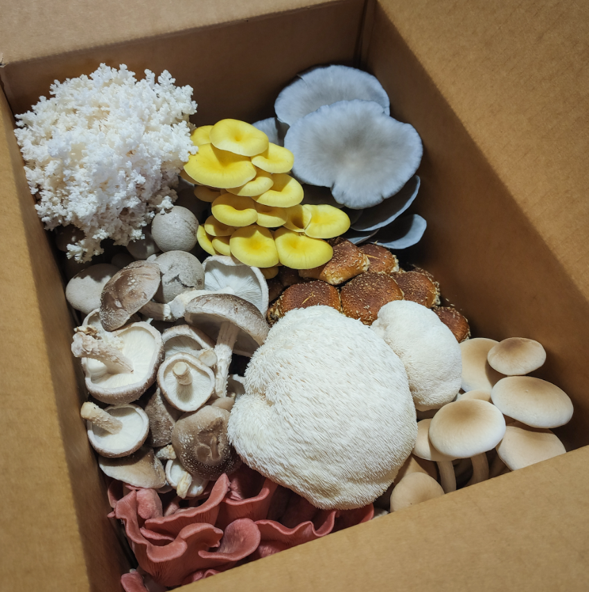 Mixed Mushroom Box 1Kg