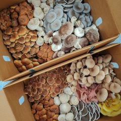 Mixed Mushroom Box 1Kg
