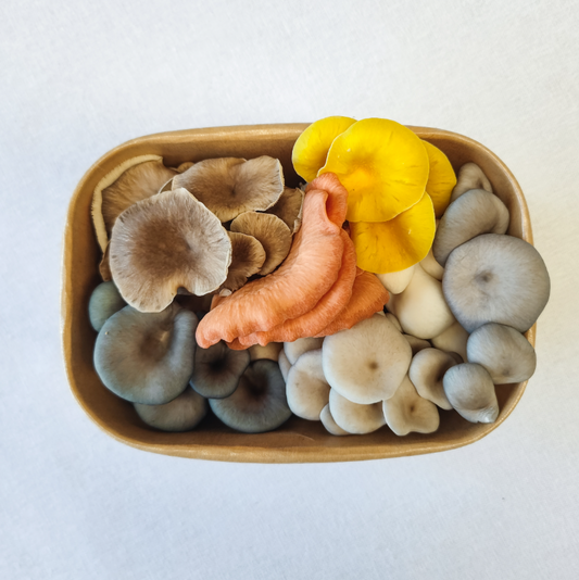 Mixed Oyster Mushrooms – 200g Punnet