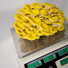 Yellow Oyster Mushroom Grow Blocks