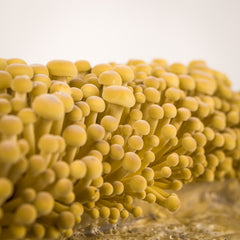 Golden Enoki Mushroom Grow Kit