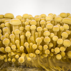 Golden Enoki Mushroom Grow Kit