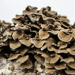 Maitake (Hen of The Woods) Mushroom Grow Kit