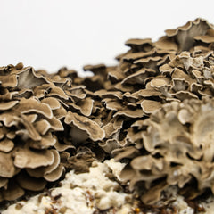 Maitake (Hen of The Woods) Mushroom Grow Kit