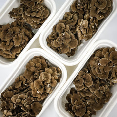 Maitake (Hen of The Woods) Mushroom Grow Kit