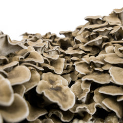 Maitake (Hen of The Woods) Mushroom Grow Kit