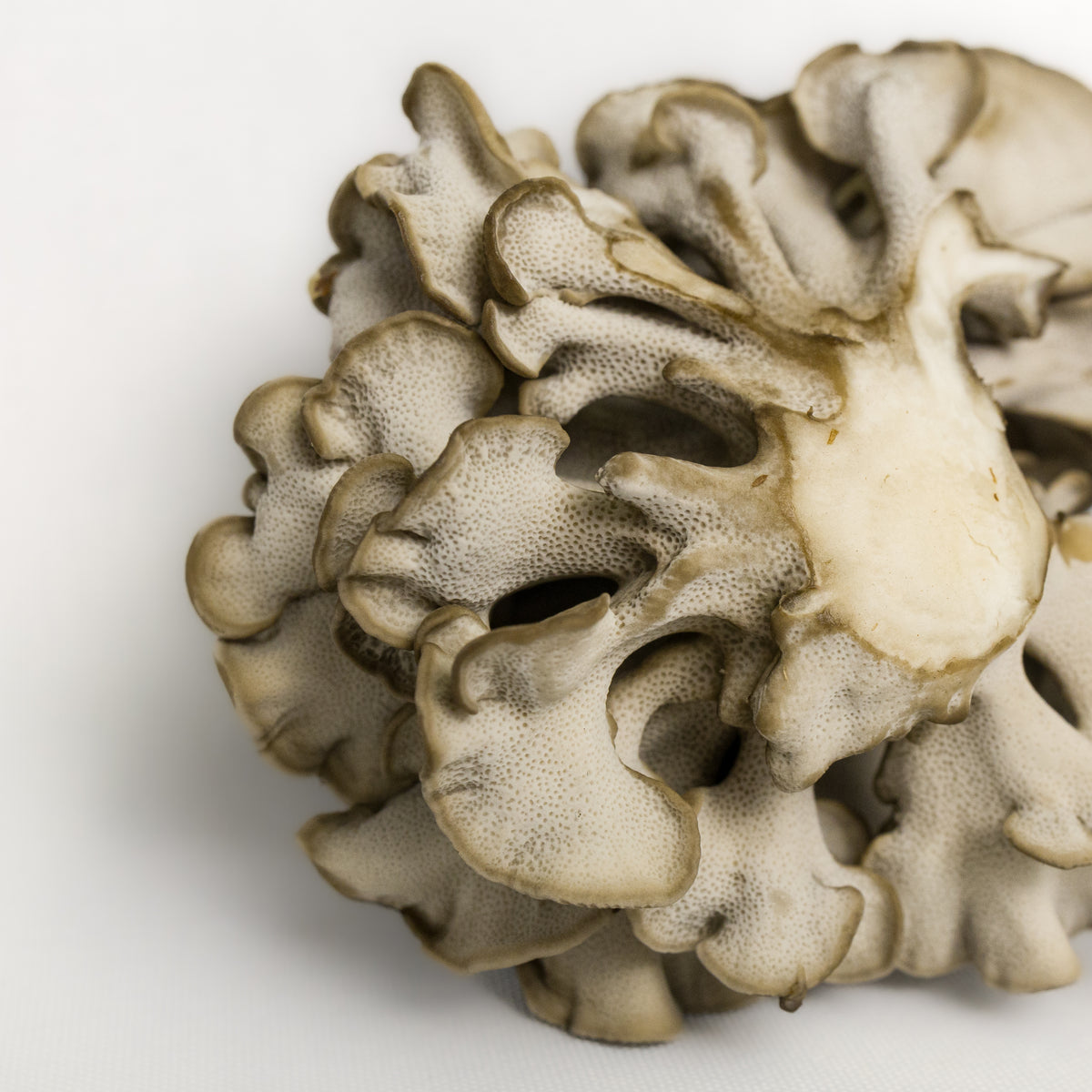 Maitake (Hen of The Woods) Mushroom Grow Kit