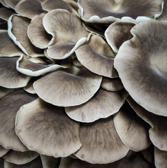 Phoenix Oyster Mushrooms 1Kg