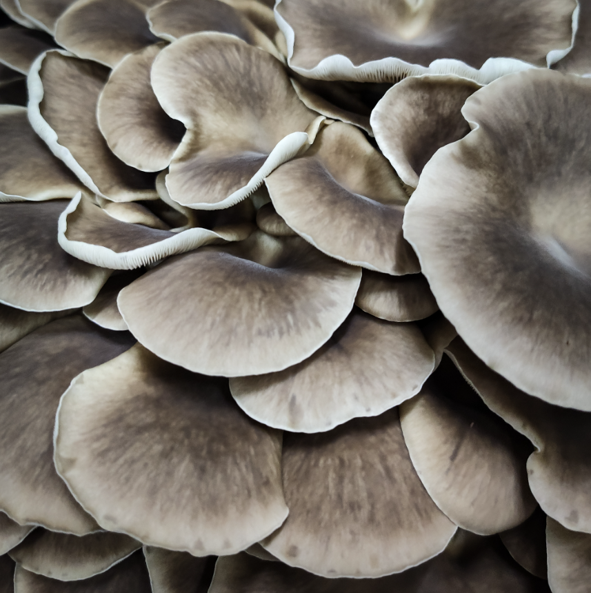 Phoenix Oyster Mushrooms – 200g Punnet