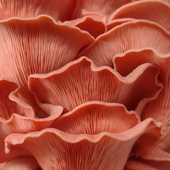Pink Oyster Mushrooms – 1kg