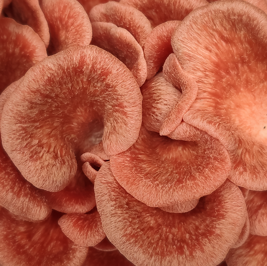 Pink Oyster Mushrooms – 200g Punnet