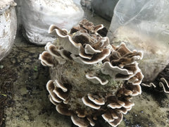 Turkey Tail Mushroom Grow Kit