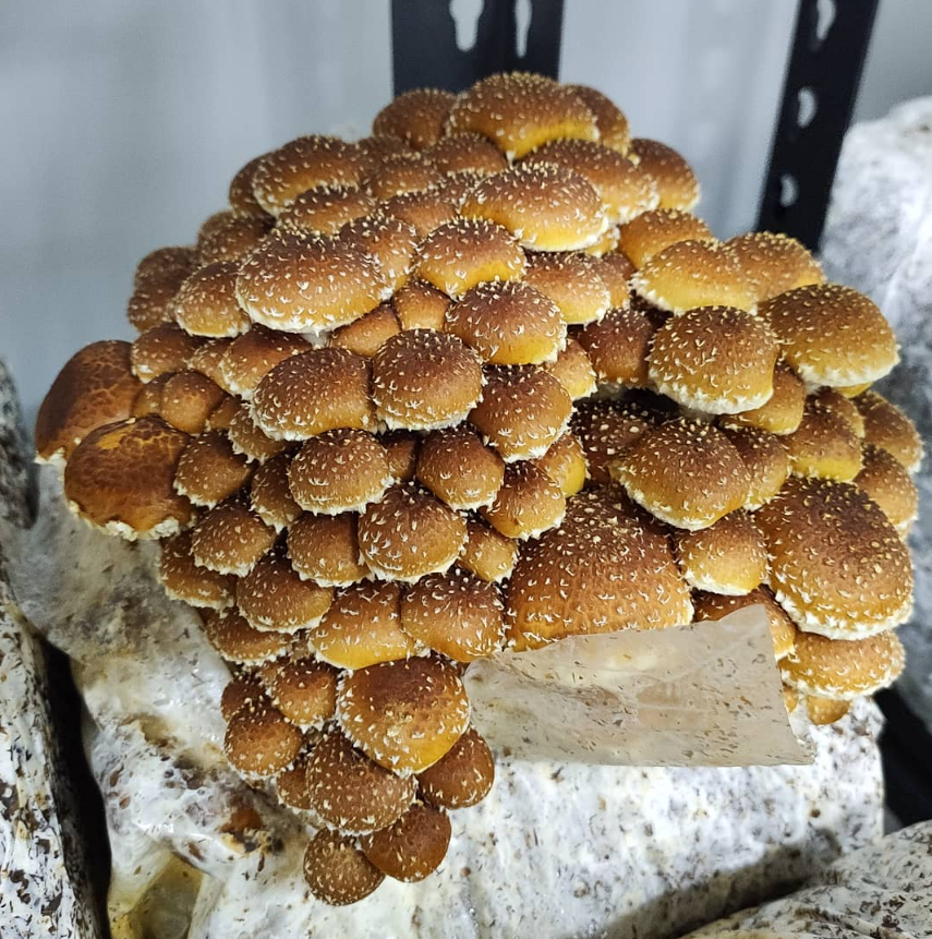 Scaly Flame Cap Mushroom Grow Block