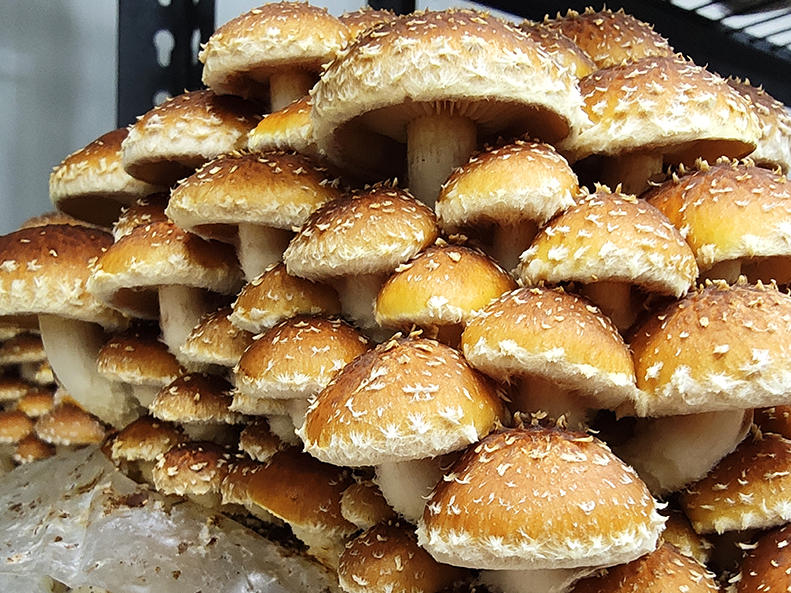Scaly Flame Cap Mushrooms – 1kg