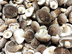 Shiitake Mushroom Grow Block