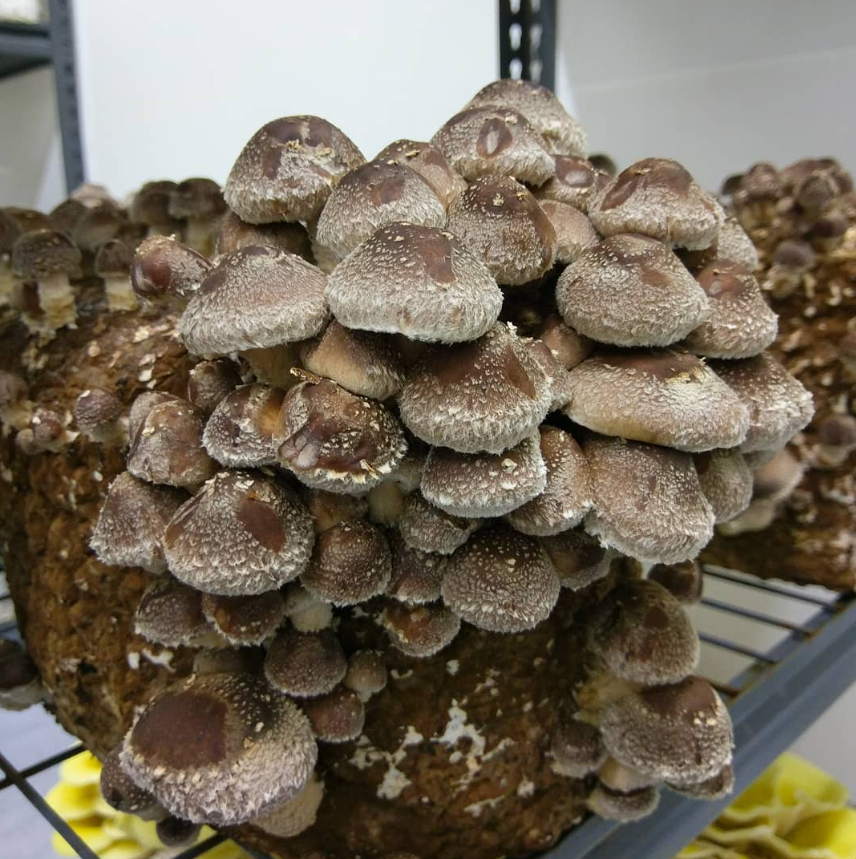 Shiitake Mushroom Grow Block