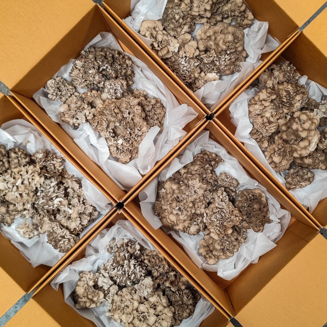 Maitake Mushrooms - 1kg