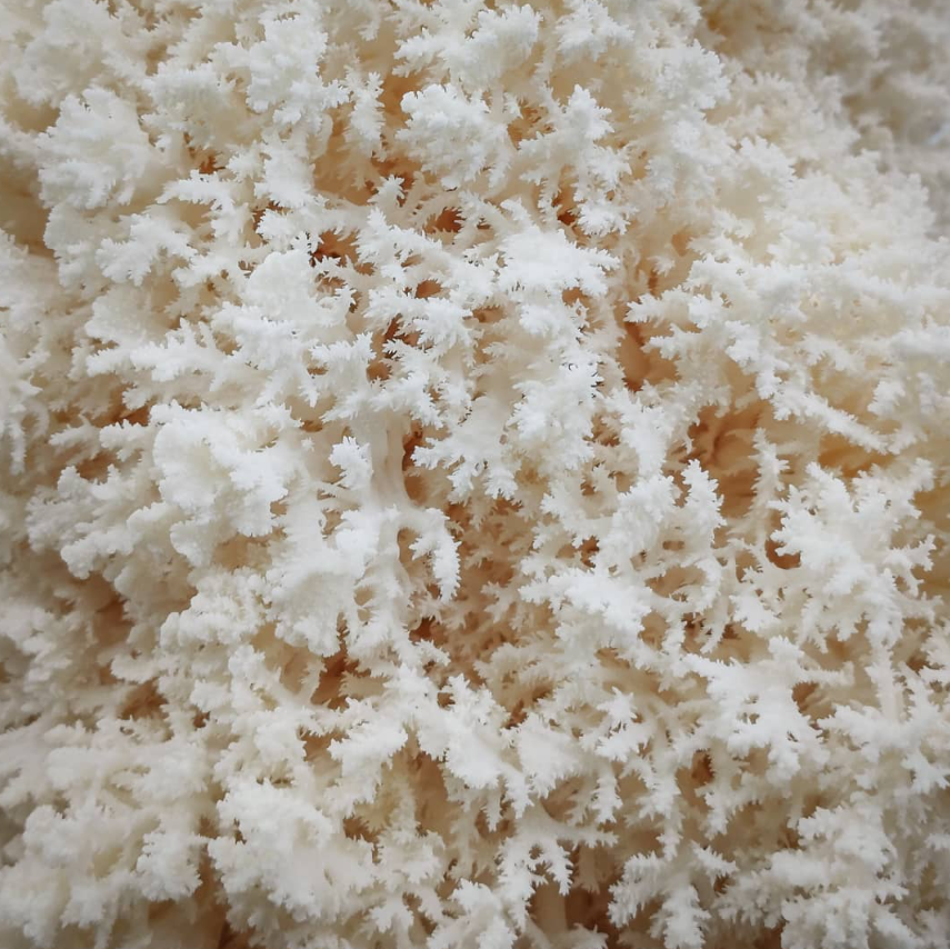 Snowflake Mushroom – 1kg
