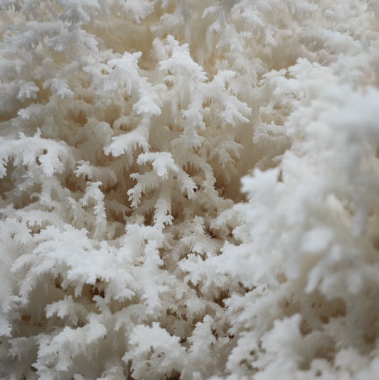 Snowflake Mushroom Grow Block