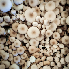Swordbelt Mushroom Grow Block