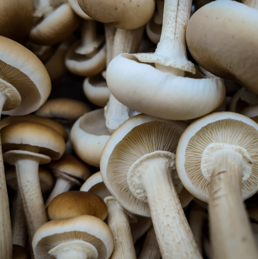 Swordbelt Mushroom Grow Block