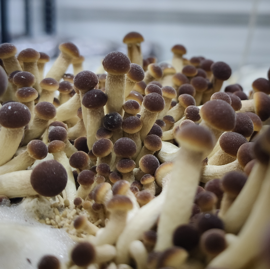 Swordbelt (Pioppino) Mushrooms – 200g Punnet
